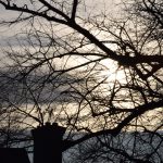 The sun shining through branches of a tree.