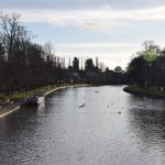 Seagulls fly over a river lined with trees on either side.