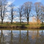 Bare trees reflected in a river.