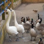 Swans, geese and ducks on a riverbank path.