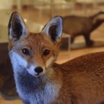 The head an body of a taxidermied fox. Behind, in soft focus, are other taxidermy exhibits, including a badger.