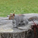 A squirrel sits on a tree stump, three paws resting on the stump with the fourth tucked up. It looks to the left. Behind the stump is grass strewn with dead leaves.