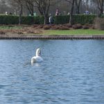 A swan on a blue rippled lake. The artificial bank in the background is a park, with shrubs and bare trees, and people milling around.