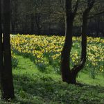 Daffodils on a grassy bank, seen behind bare tree trunks. Dense trees are in the background.