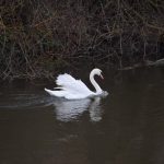 A swan glides along murky water, its wings aloft, its reflection dull and rippled. The bank behind it is composed largely of roots and twigs.