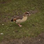 A goose with brown markings (light on its front, darted on its back, black around its eye and at the tips of its wings) is seen on muddy grass.