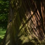 The bark of a tree, with slanted grooves curving down it. The tree is wide, and there are shadows on branches on the bark. Behind it are more trees.