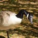 A Canada goose, its head slightly bowed, against mulchy grass.