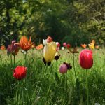 White, yellow, red, orange and purple tulips are seen in close-up against long grass, with dense woodland in the background.