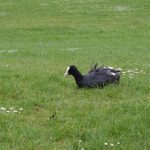 A coot, some of its feathers, ruffled, sits in daisy-speckled grass.