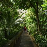 Lots of green plants, towering high above a path in a greenhouse. A few people stand at the end.