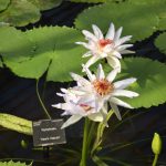 A white-flowered plant in a pond, surrounded by lily pads. A sign in the water next to it reads: “2009-508 MAGDA”, “NYMPHAEACEAE”, “Nymphaea” and “‘Kew’s Kabuki’”.