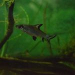 A fish with silver scales in water, which appears dark green. Aquatic plants are in the water.