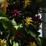 A sort of “wall” of leaves, with some sort of florets of leaves in yellow and dark red.