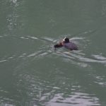 A mother coot feeds its chick, the ripples around both of them indicating they’ve just sped towards each other. The water in which they boat float is blue-green and rippled.