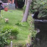 A dog runs through a garden which is alongside a small stream. The garden contains trees, a few small plants, and a brown wooded shed; the house to which it belongs, of brick, is just visible. On the bank of the river is a model heron. The dog is chasing a duck, which, closer to the camera, is leaping off the bank into the water.