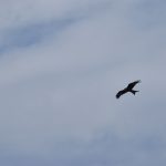 A bird of prey (eagle?) against a cloudy sky.
