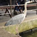 A heron standing on the edge of a canal, looking straight forward. Behind it, in soft focus, are railings and a picnic table, at which people are sitting and eating hot food.