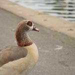 An Egyptian goose stands on the artificial banks of gently rippled water.