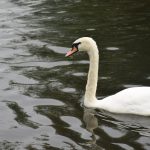 A mute swan on water.