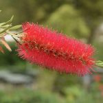 A red, rectangular flower, with lots of stamen, against a blurry park background.