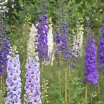Delphiniums, in various shades of purple, lilac and cream, against a leafy background.