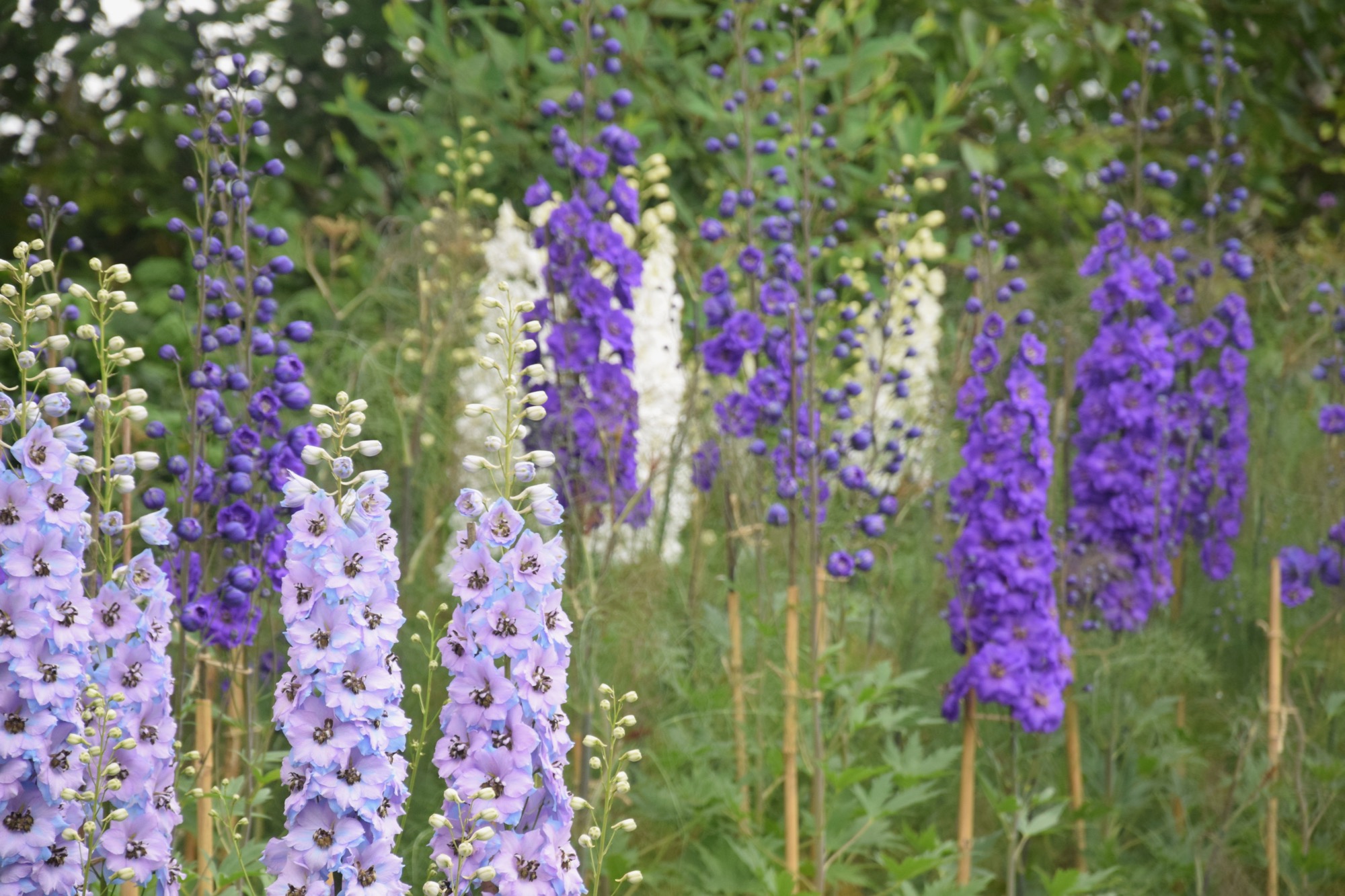 London: Regent’s Park and Primrose Hill
