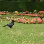 A crow stands on grass, in front of flowerbeds containing pink-red flowers. At the back is a hedge.