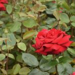 A red rose, with a couple of other flowers just peeking into the shot, surrounded by rose bush leaves.