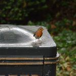 A robin standing on a black dustbin with gold detailing, against a blurry background of shrubbery.