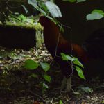 In a dark picture, a cockerel is silhouetted against a patch of sunlight. There is a part of a gravestone visible behind. In front of the cockerel are twigs with leaves dangling from tree branches.