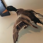 A taxidermy mallard duck attached to a cream-painted wall. The ceiling is the same shade, with an exposed wooden beam.
