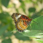 A red, yellow and black butterfly, wings folded, with black spots, perched on a fat leaf. The background is green, but out-of-focus.