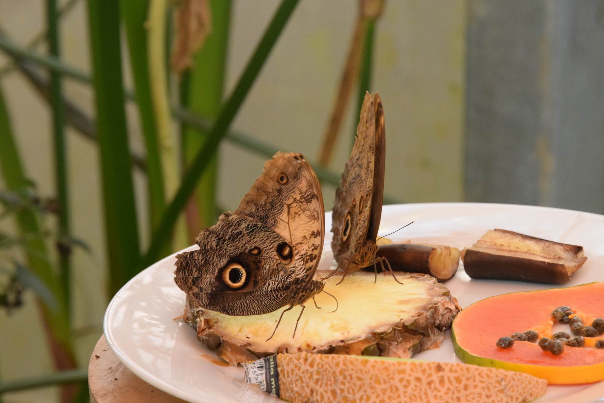 Hiatus part V: the bug