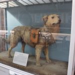 A stuffed dog in a glass case. The dog is standing, looking intently, and carried a leather pouch on a strap, with a lock on it. In front of the dog is a plaque entitled “STATION JIM”, with other text that is too small to read on this photo. Behind the case is an advert for a book.