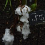 A cotton plant viewed in close-up, so the buds with cotton protruding can be seen. In front is a sign, white on black, reading “Arecaceae, 0000331, DYPSIS LUTESCENS, Madagascar”.