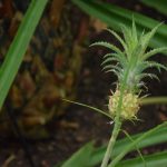 A small pineapple grows, bottom-up, from a tree, its “leaves” and a small amount of body present above the stalk. Other leaves are in soft focus in front of mulchy ground.