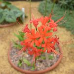 A flower head in extreme close-up, with lots of flowers (with curved thin red petals and pink stamen) on one head. Behind is the body of the plant, out of focus, in a circular bed, and other plants around, surrounded by gravel paths.