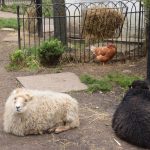Two sheep, one white and one black, in an enclosure (the floor of which is mud, with some patches of grass). The white sheep is on the left, facing left, whereas the black sleep faces away. Both sheep are small. Behind both is a cockerel, which stands beneath a metal basket of hay attached to a fence.