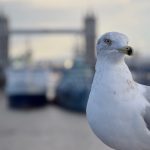 A seagull, very close up, with, behind, very out of focus, Tower Bridge and two ships (one is HMS Belfast).