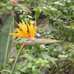 A bird of paradis plant, with yellow flowers, in focus against a background of rocks and foliage, slightly blurred.