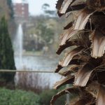 A woody plant, with leaf-like protrusions, with squared-off ends, coming from the trunk; they are brown, and drop downwards. Straw-like material is between them. In the background, in soft focus, is a pond with a fountain shooting water high above it; also various trees and plants in a park, and, on the horizon, a brick block of flats.