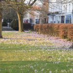 Grass by the side of a road, with tree trunks and a (brown) hedge, the latter separating it from another road. There are blue and yellow wild flowers on the grass. In the background, shops, of many different building materials.
