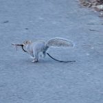 A squirrel runs along a grey path, carrying a very large, branching stick. The edge of the path is littered with decaying leaves.