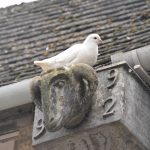 A white pigeon/dove sits on a metal drain pipe, which has a ram’s head shape protruding from it, and the digits “992” (the first digit of the year is obscured). There is plastic guttering behind the bird, at the foot of a mossy stone roof.