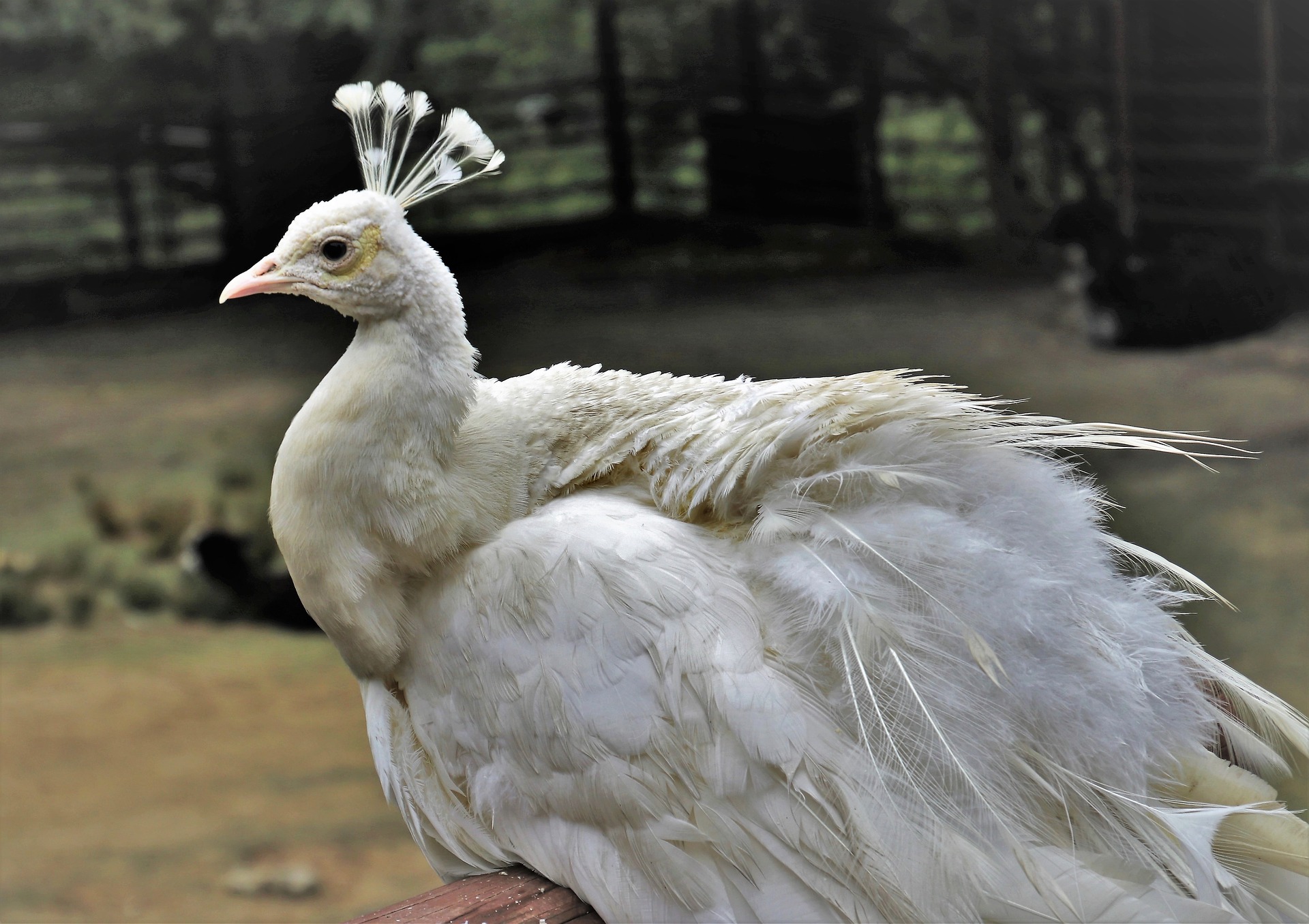 Aristocrats, mutations and diseases: the Galton–Watson process