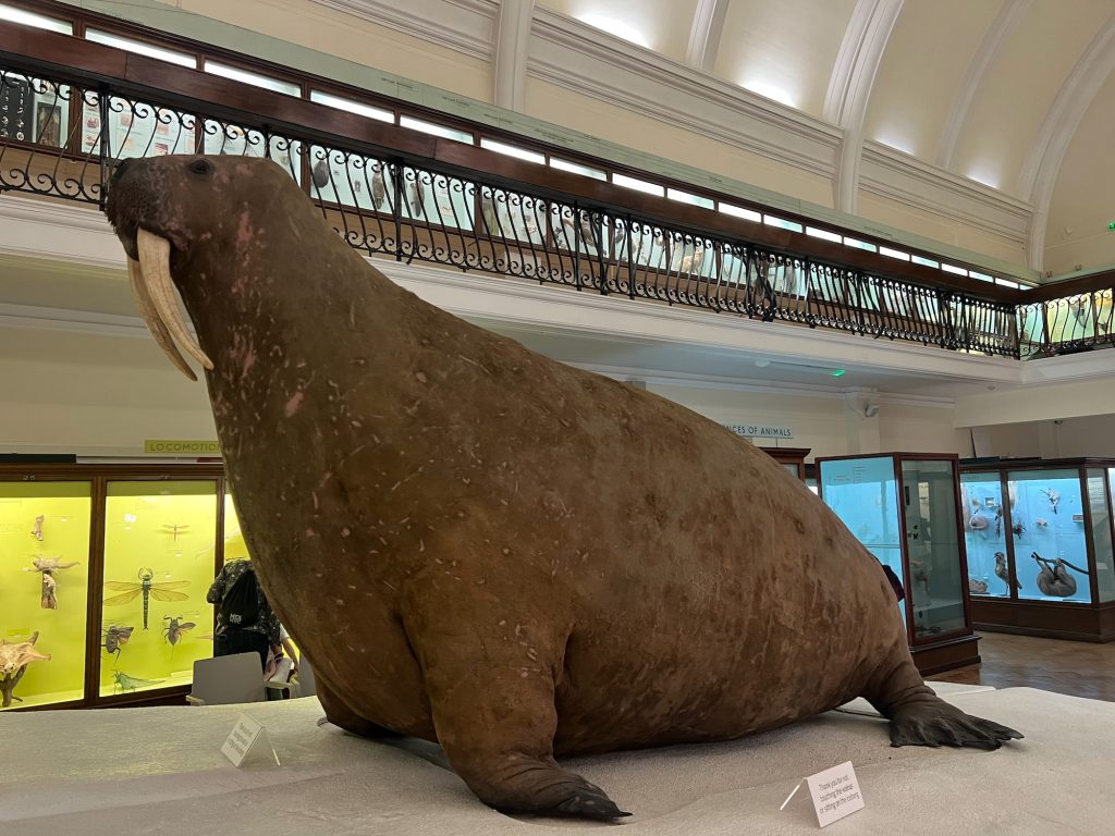 An overstuffed taxidermy walrus inside a Victorian gallery with an arched roof. In old, wooden display cases, other taxidermy specimens are displayed against bright block-colour backgrounds.