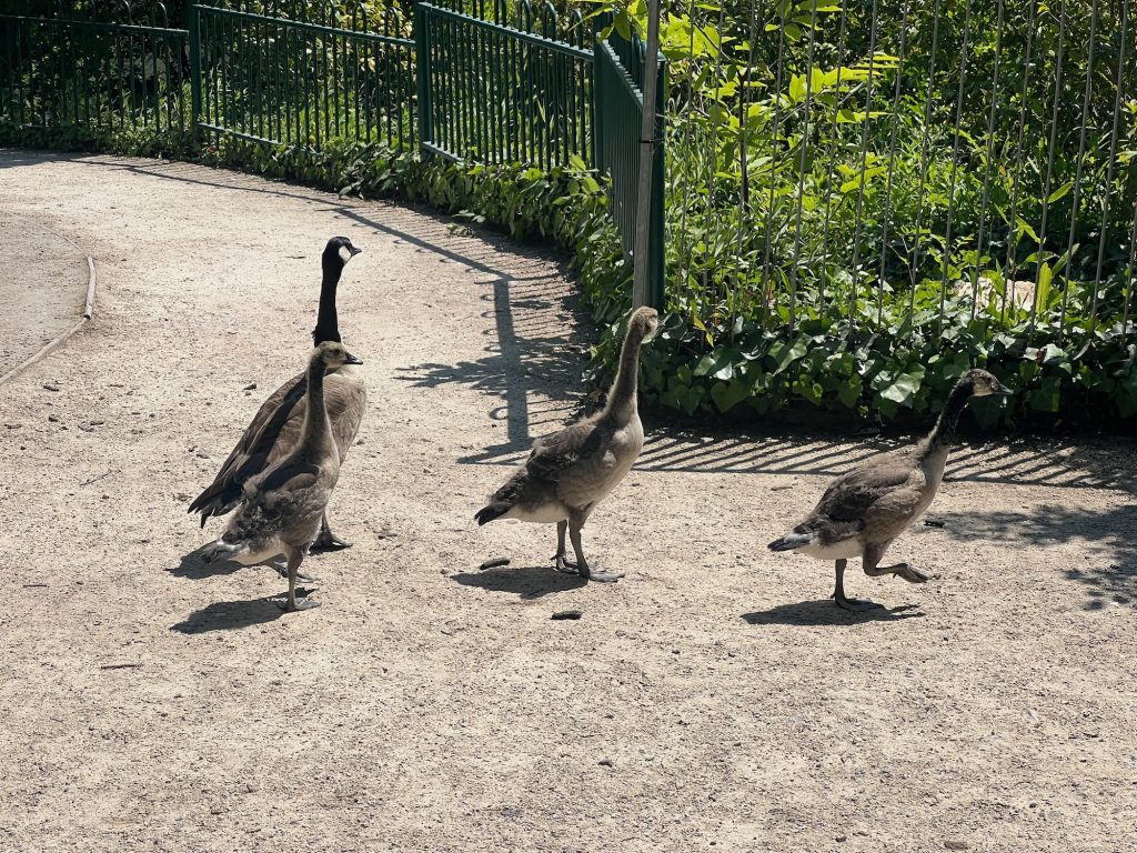 Four Canada geese (one adult, three juvenile) walking from left to right. The adult goose is at the back; the frontmost goose has one of its legs raised mid-step. They walk along a gravel path, in front of of a railing that arcs in on the left, then sharply turns so it is parallel to the camera on the right. Behind the railing is wild-looking greenery.