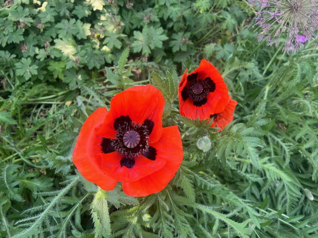 Two poppies, the larger one on the left, with bright red petals surrounding a black centre. The sit against muted green foliage.