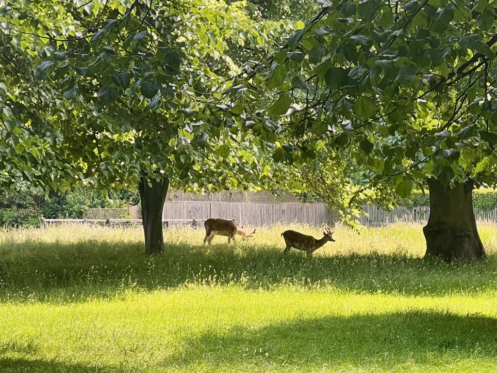 Two deer stand in the shade between two lime trees. The deer on the left is grazing on the grass, and the one on the right looking straight ahead. In the background, in the blazing sun, is a fenced boundary.
